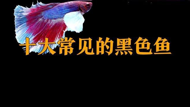 有哪些魚適合與黑食魚混養(yǎng)？