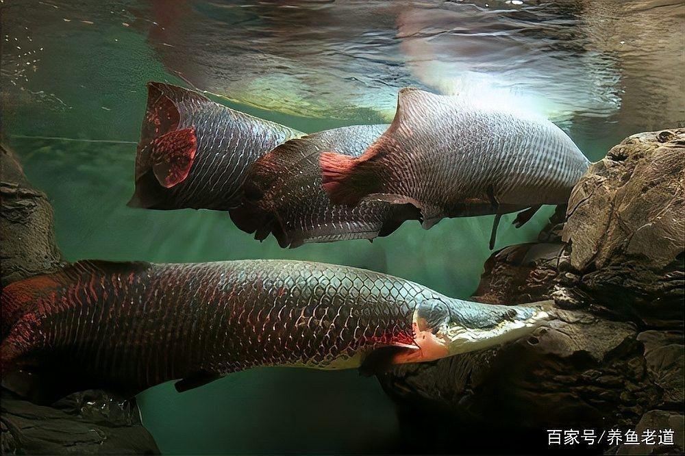 有哪些魚適合與黑食魚混養(yǎng)？