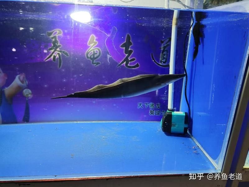 有哪些魚適合與黑食魚混養(yǎng)？
