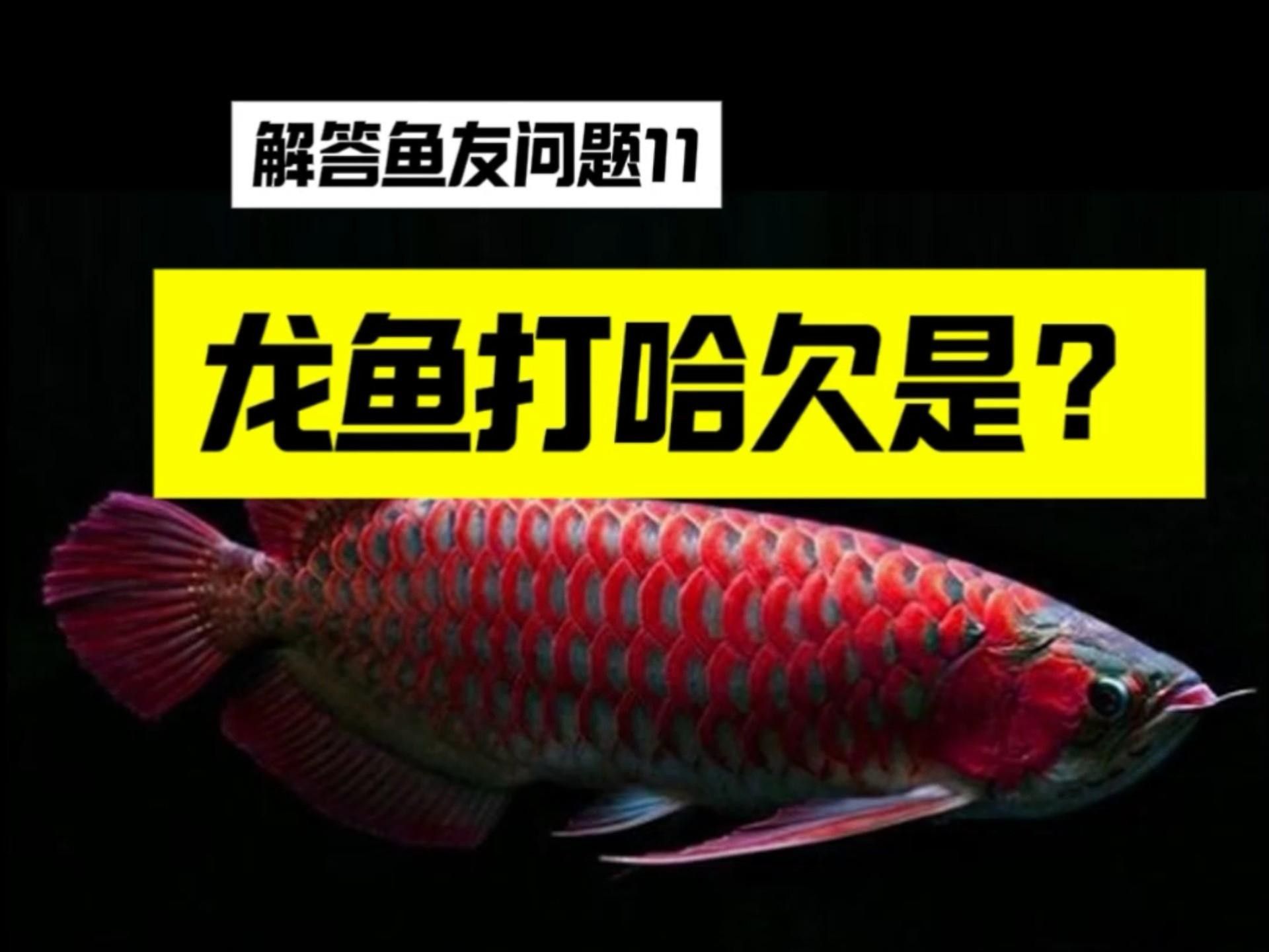 龍魚愛張嘴最簡單三個原因（龍魚愛張嘴最簡單三個原因，龍魚頻繁張嘴是什么原因）