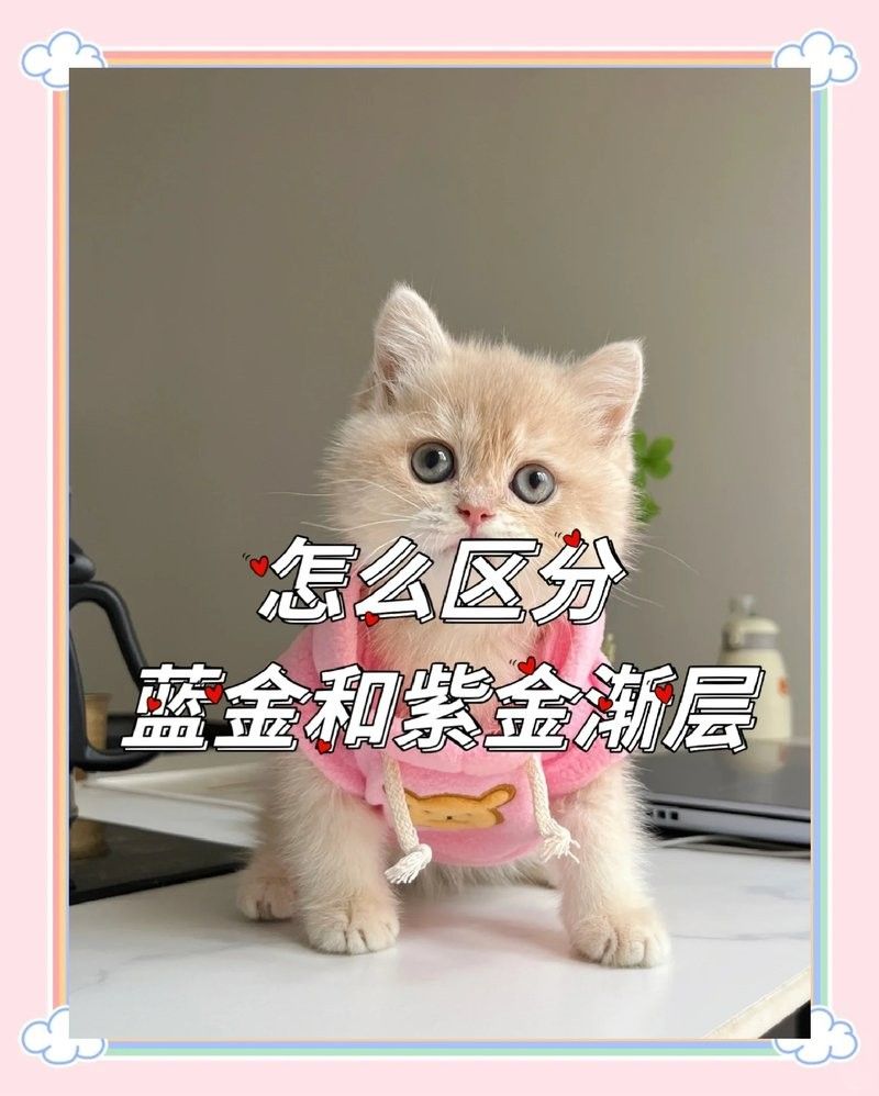 如何區(qū)分古典藍底與紫金藍底？