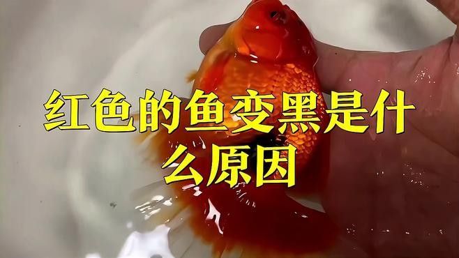 紅龍魚里面是黑的（紅色的魚變黑是什么原因）