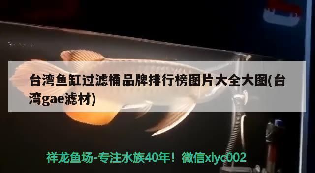 臺灣魚缸過濾桶品牌排行榜圖片大全大圖(臺灣gae濾材)