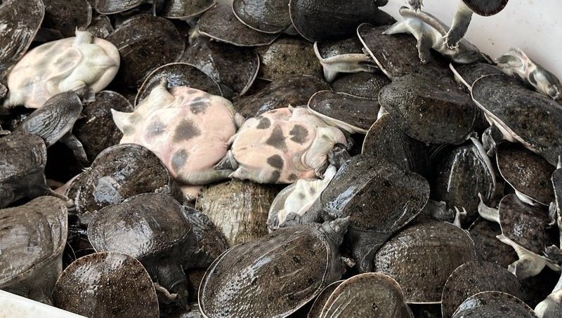 大冶龍魚是不是雜牌子（大冶龍魚和黃金湖甲魚有什么區別大冶龍魚和黃金湖甲魚有什么區別）