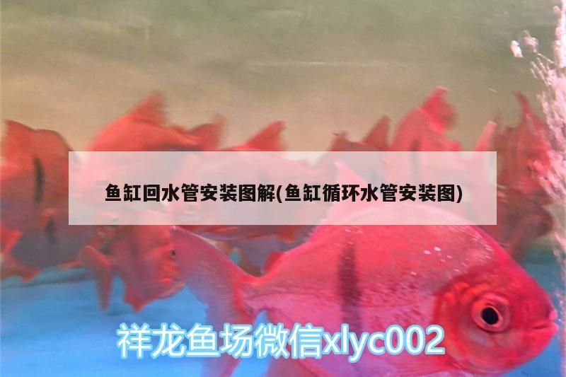 魚缸回水管安裝圖解(魚缸循環(huán)水管安裝圖) 魚缸回水管安裝圖解(魚缸循環(huán)水管安裝圖) 觀賞魚百科