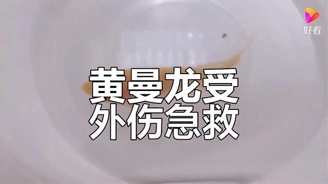 黃曼龍魚眼睛發紅如何治療？（曼龍魚眼睛發紅怎么辦）