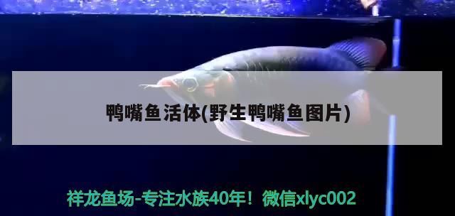 鴨嘴魚活體(野生鴨嘴魚圖片)