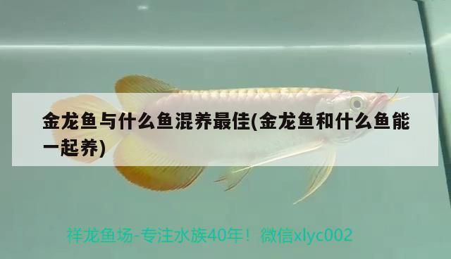 金龍魚與什么魚混養(yǎng)最佳(金龍魚和什么魚能一起養(yǎng))