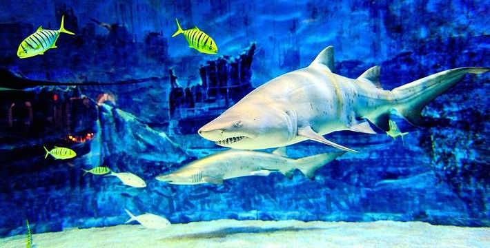 磐石哪個水族館龍魚好？祥龍魚場龍魚