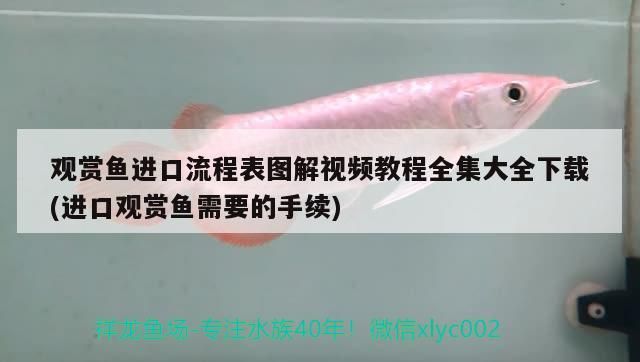 觀賞魚進(jìn)口流程表圖解視頻教程全集大全下載(進(jìn)口觀賞魚需要的手續(xù)) 觀賞魚進(jìn)口流程表圖解視頻教程全集大全下載(進(jìn)口觀賞魚需要的手續(xù)) 觀賞魚百科