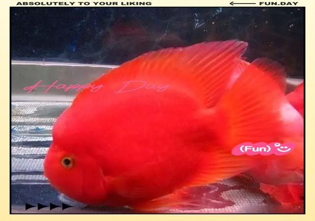 如何判斷飛鳳魚(yú)是否被金龍魚(yú)攻擊？（如何判斷飛鳳魚(yú)是否被金龍魚(yú)攻擊）