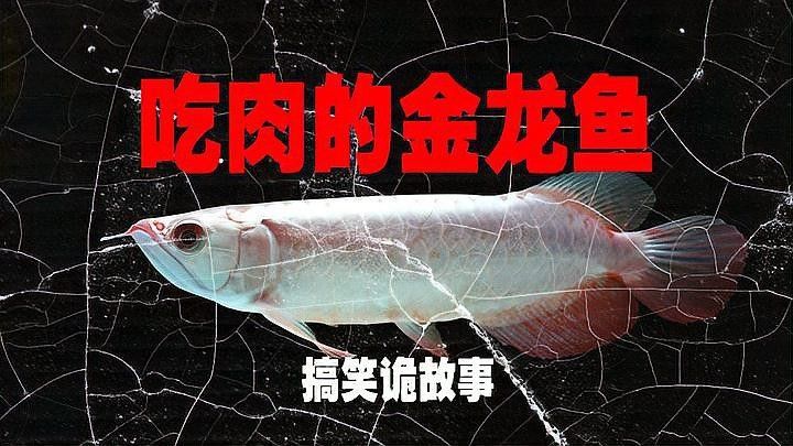 金龍魚促銷員的工作內容有哪些