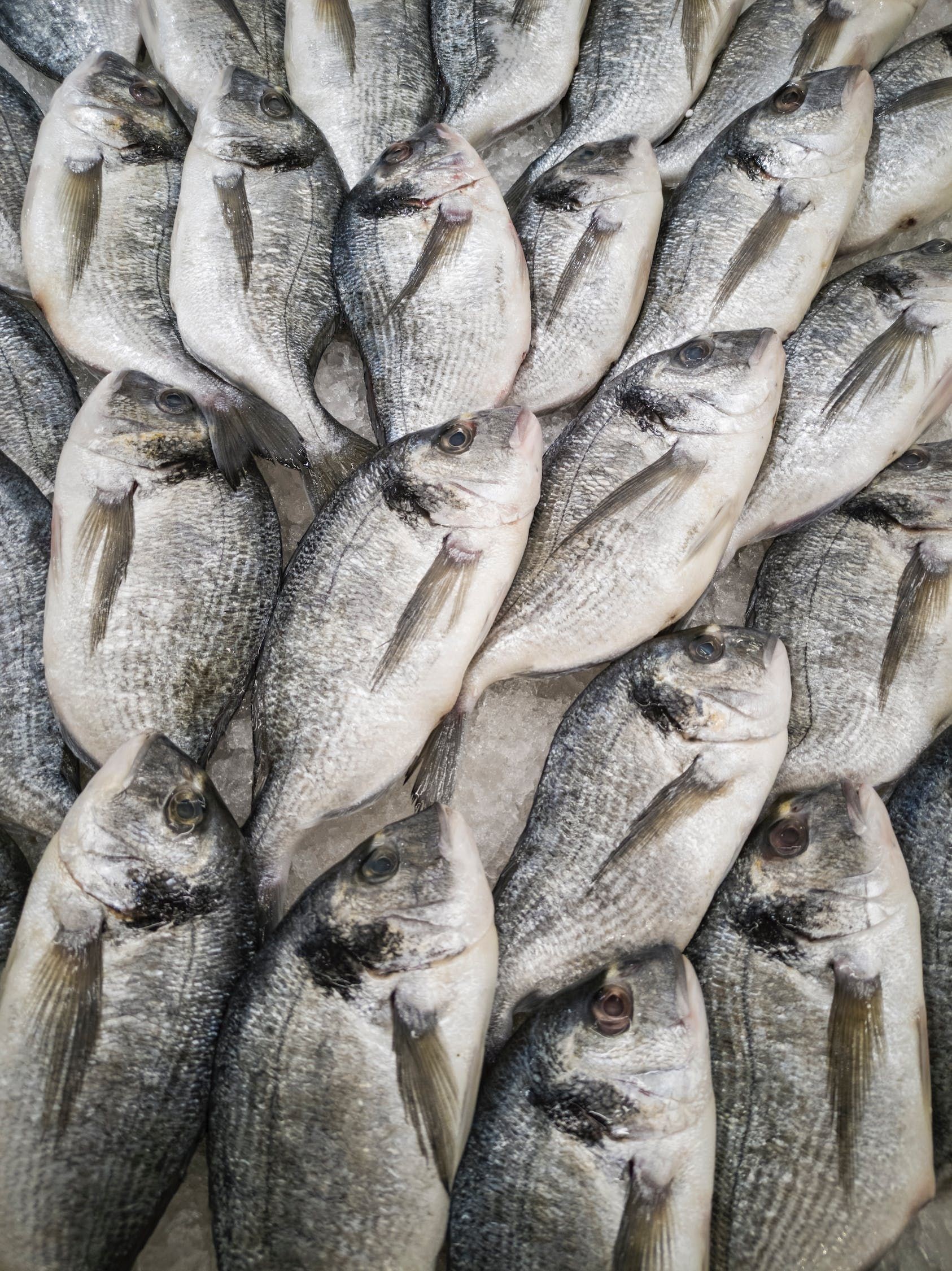 入缸三天強(qiáng)行開口釣魚執(zhí)法