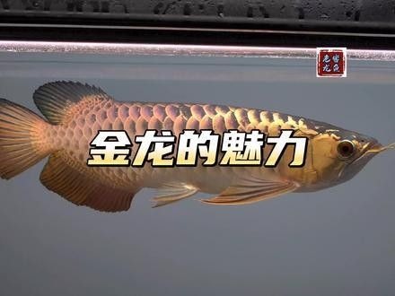 如何判斷古典藍龍魚的血統