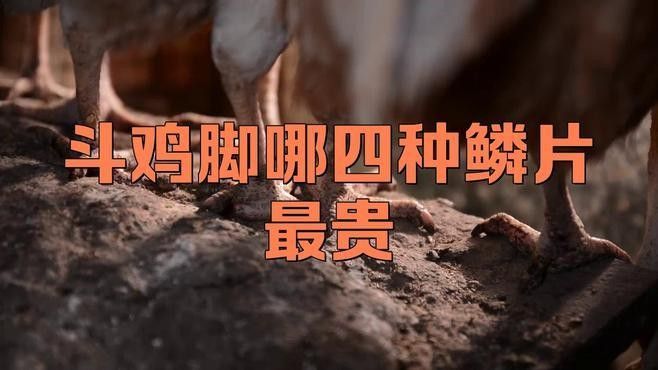 如何判斷古典藍龍魚的血統