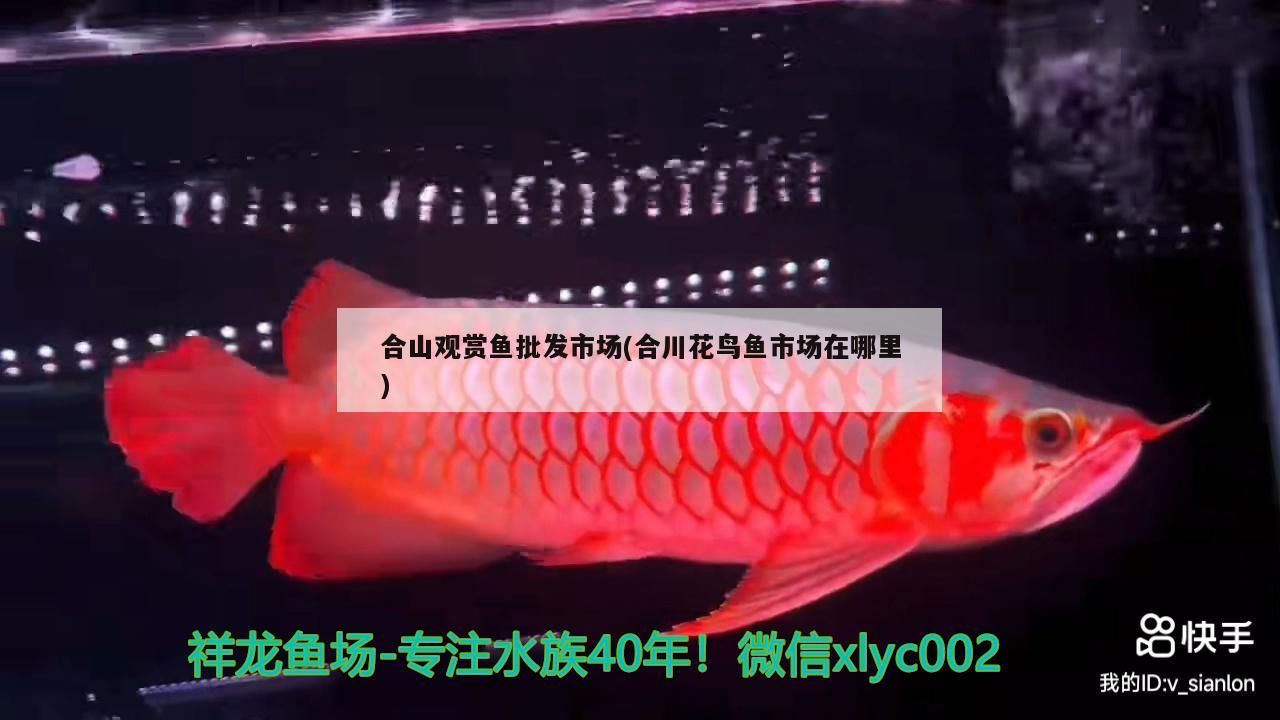 合山觀賞魚批發市場(合川花鳥魚市場在哪里)（合山觀賞魚批發市場）