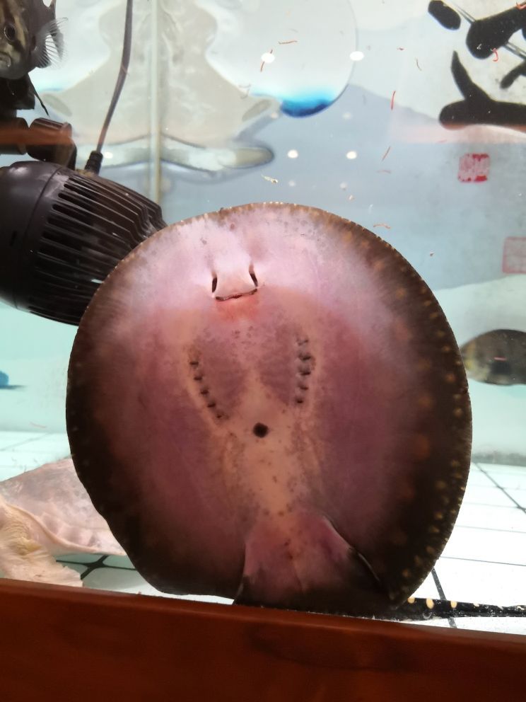 小魟魚肚子紅