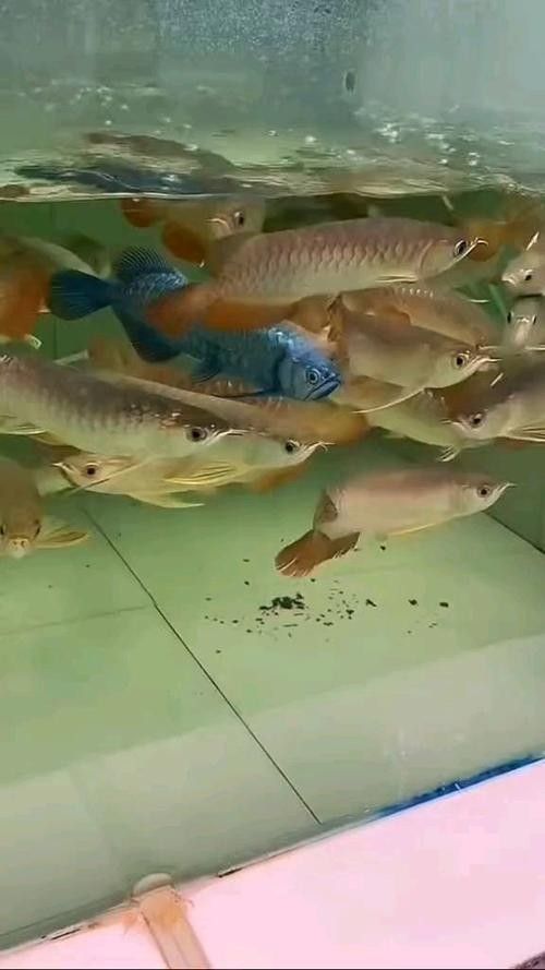 藍麒麟金龍魚適合新手養嗎（藍麒麟金龍魚好養嗎新手如何輕松駕馭水中貴族友寵）