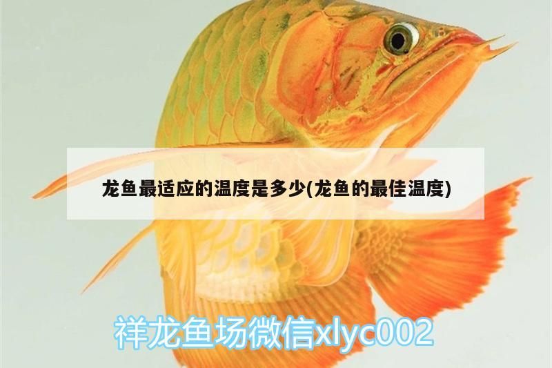 龍魚最適應的溫度是多少(龍魚的最佳溫度)