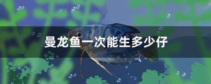 曼龍魚一次能生多少仔
