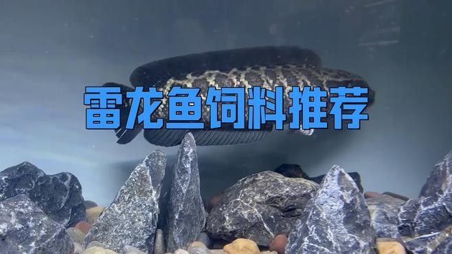 什么飼料適合彩虹雷龍（雷龍魚吃什么飼料）