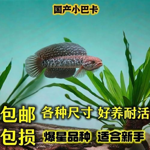 七星雷龍魚多少錢一只
