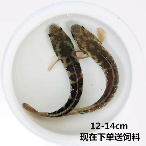 七星雷龍魚多少錢一只