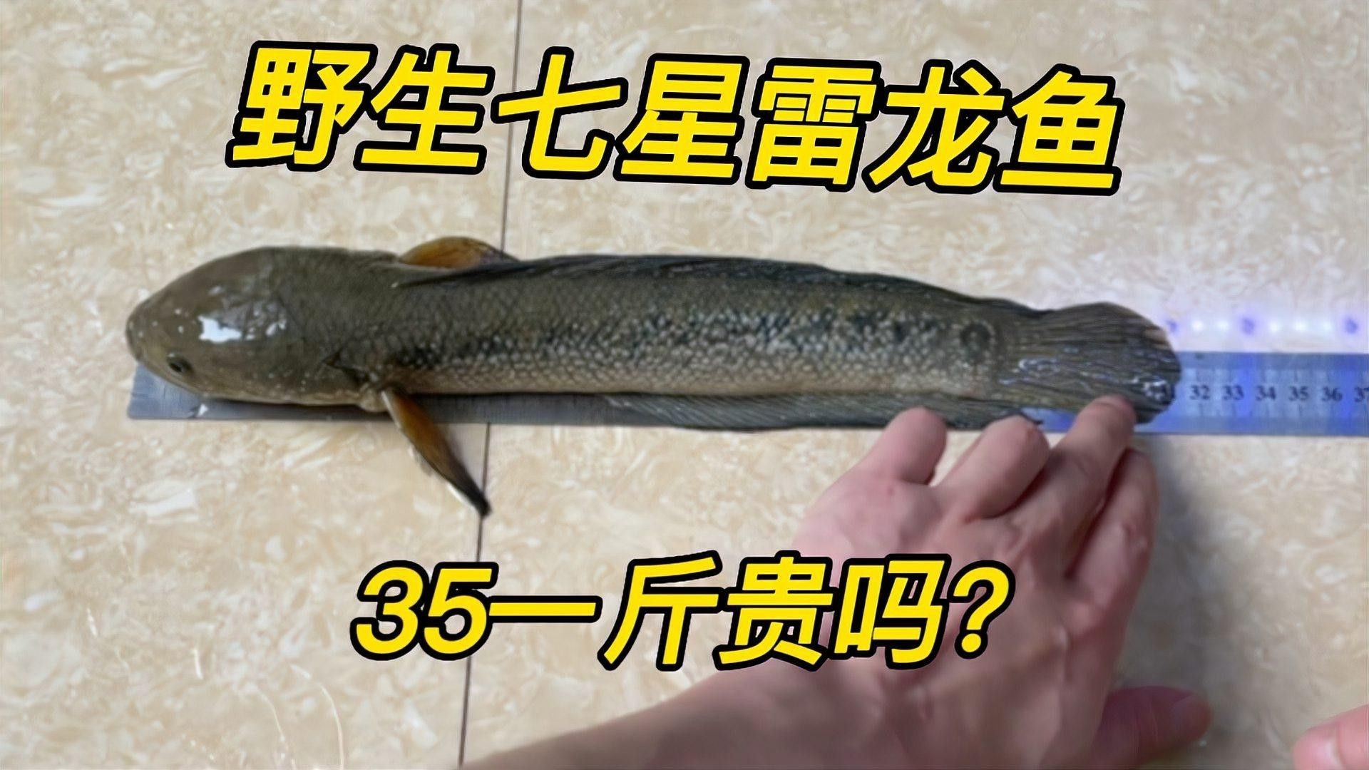 七星雷龍魚多少錢一只