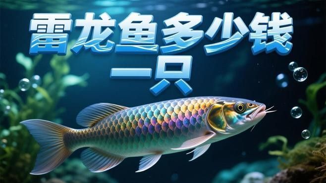 七星雷龍魚多少錢一只