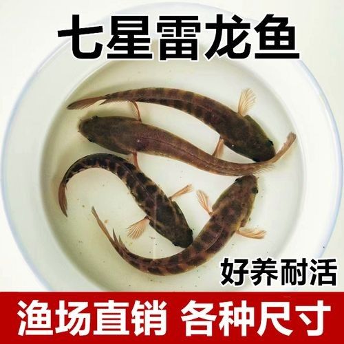 七星雷龍魚多少錢一只