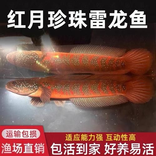 七星雷龍魚多少錢一只