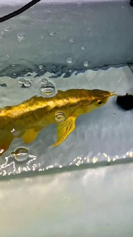 詳細閱讀:金龍魚被卡后會有哪些反應? 金龍魚被卡后會有哪些反應?