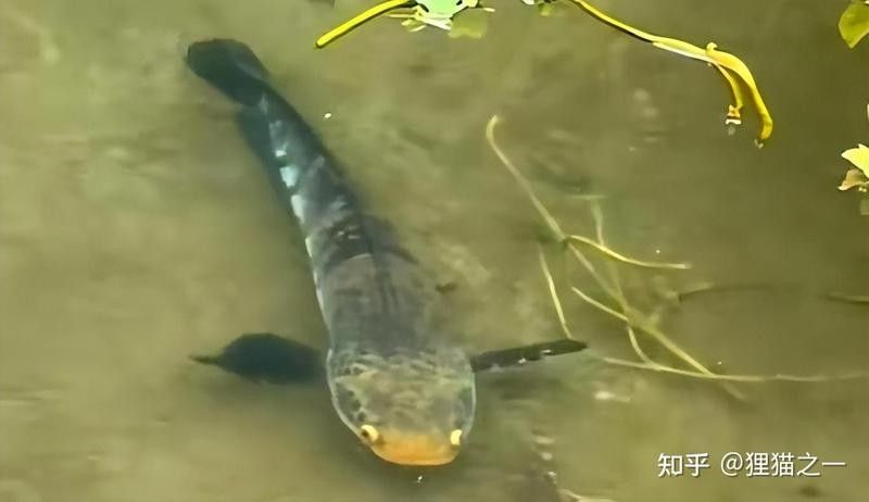 紅帝王雷龍魚能長多大？（紅帝王雷龍魚的最佳養(yǎng)殖溫度是多少網友:小心被卡死）