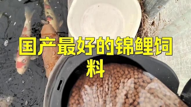 有哪些品牌的錦鯉飼料推薦？（廣受好評(píng)的錦鯉飼料品牌及代表產(chǎn)品及代表產(chǎn)品推薦）