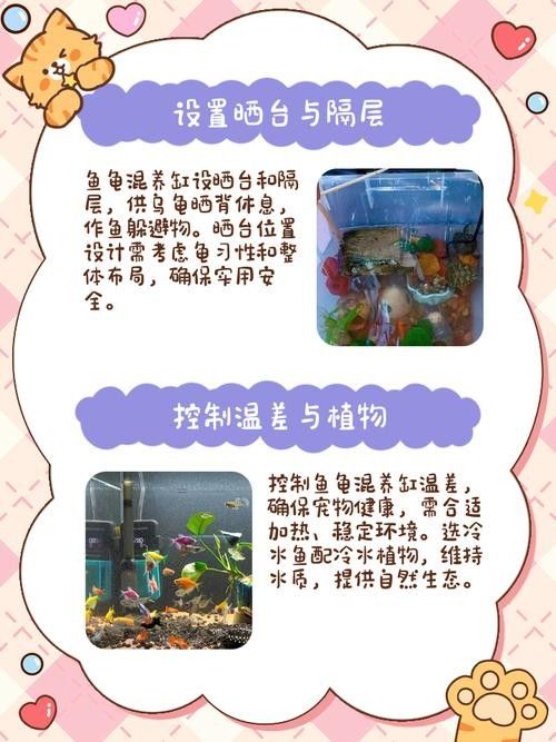 混養時如何減少沖突