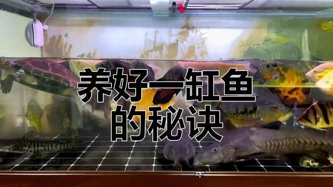 混養時如何減少沖突