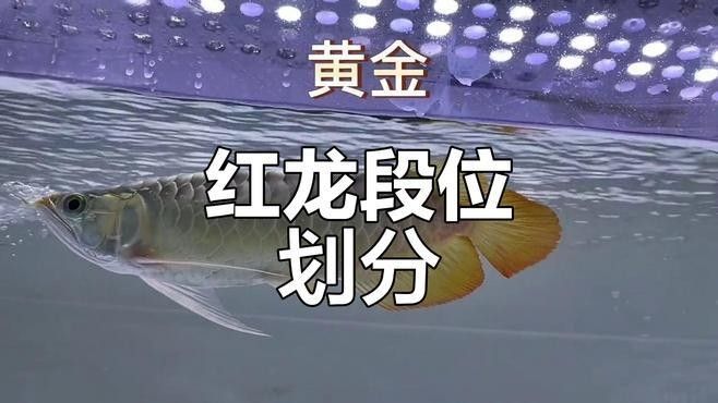 如何區分紅龍的不同等級？（《魔獸世界》如何區分紅龍不同等級）