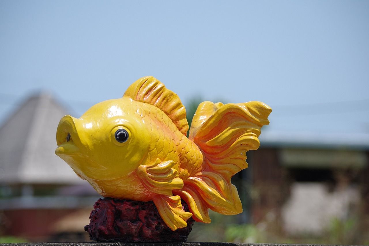 龍魚眼睛下垂怎么辦啊（龍魚眼睛下垂怎么辦啊視頻）