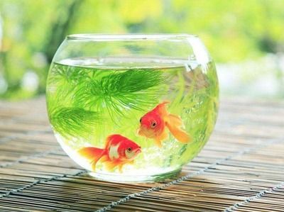 龍魚記錄（魚友說：漂亮,北京老寧魚友說：漂亮,北京老寧魚友說：不錯） 龍魚記錄（魚友說：漂亮,北京老寧魚友說：漂亮,北京老寧魚友說：不錯） 觀賞魚百科