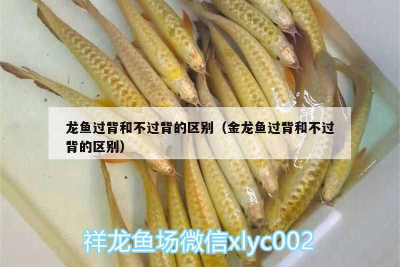 龍魚過背和不過背的區別（金龍魚過背和不過背的區別）