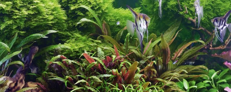 增氧泵正確使用方法 增氧泵正確使用方法 觀賞魚百科