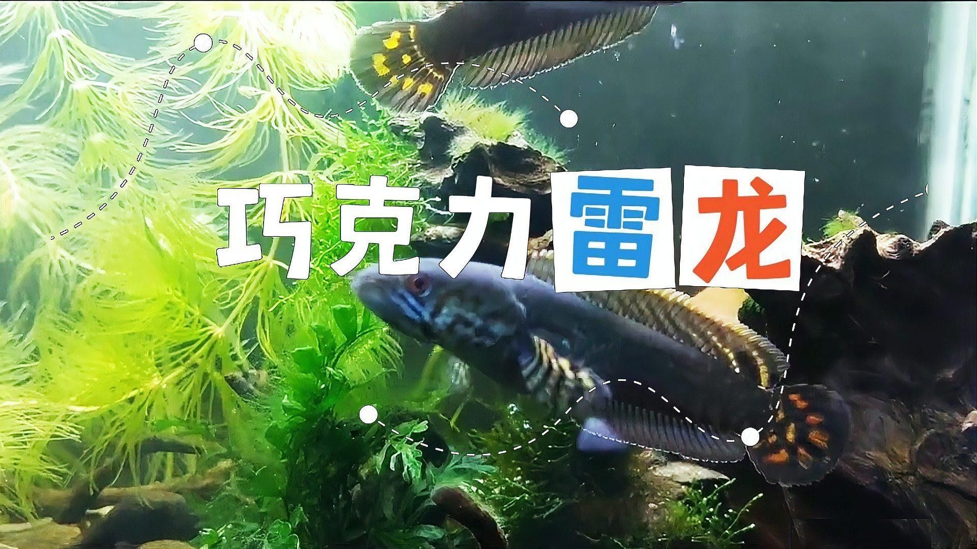 如何區(qū)分七彩雷龍和巧克力雷龍（七彩雷龍與巧克力雷龍的區(qū)別）