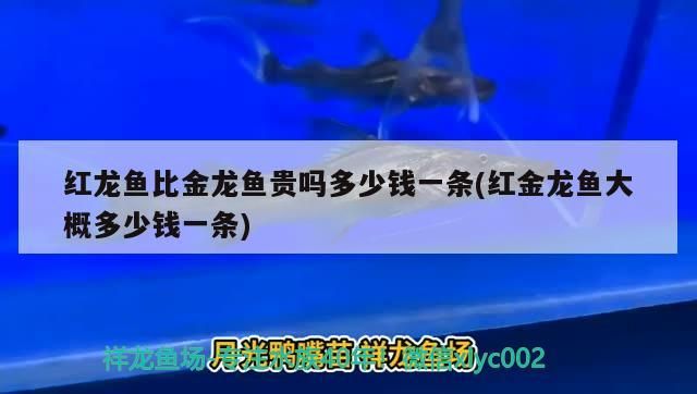 紅龍魚比金龍魚貴嗎多少錢一條(紅金龍魚大概多少錢一條)
