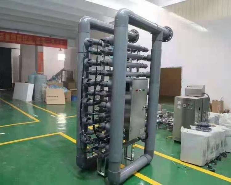 珠暉金龍魚