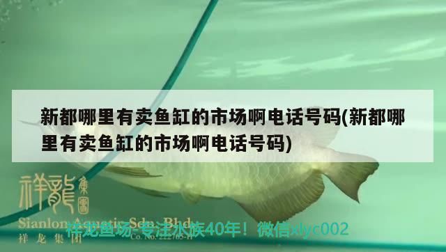 觀賞魚 新都哪里有賣魚缸的市場啊電話號碼(新都哪里有賣魚缸的市場啊電話號碼) 觀賞魚百科 新都哪里有賣魚缸的市場啊電話號碼(新都哪里有賣魚缸的市場啊電話號碼) 新都哪里有賣魚缸的市場啊電話號碼(新都哪里有賣魚缸的市場啊電話號碼) 觀賞魚百科