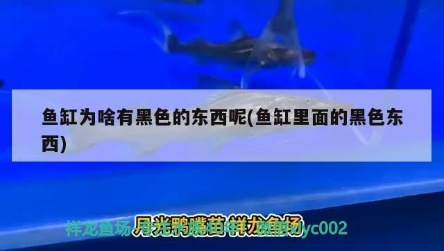 齊齊哈爾水族批發市場都在哪里？（齊齊哈爾有水族館嗎）（關于齊齊哈爾水族批發市場都在哪里）