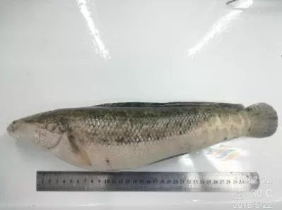 生魚常見病害四種（生魚養殖常見病害防治）