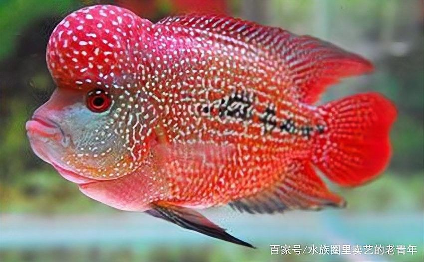 龍魚吃食時撞缸會自愈嗎