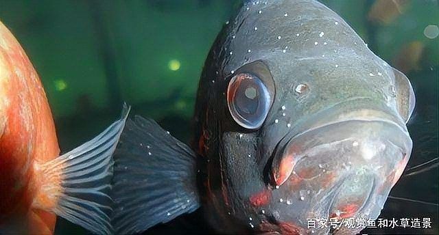 龍魚溫度低會有什么癥狀