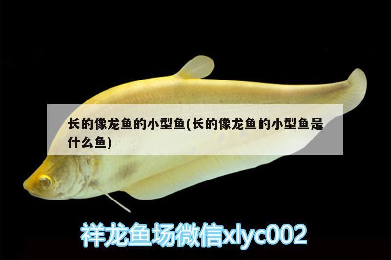 長(zhǎng)的像龍魚(yú)的小型魚(yú)(長(zhǎng)的像龍魚(yú)的小型魚(yú)是什么魚(yú))